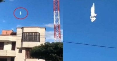 哥伦比亚图卢阿市一只鸽子活生生