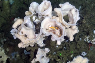 《海洋生物多样性》杂志：加拿大