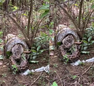 香港网友爬山时意外撞见树林间超